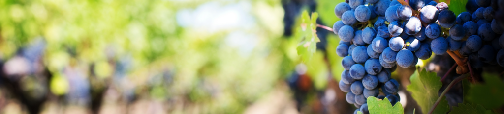 Grappe raisin champ vignes - South World Wines